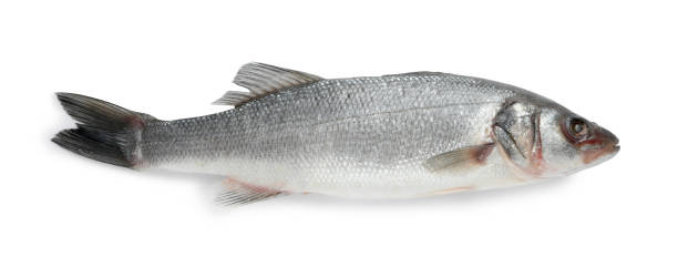 istock Fresh sea bass fish isolated on white, top view 1791588523