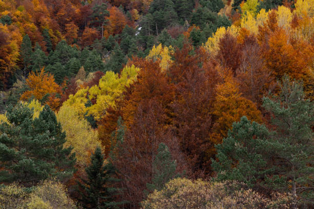 istock Natural pattern of a lush forest in autumn. 1791589649