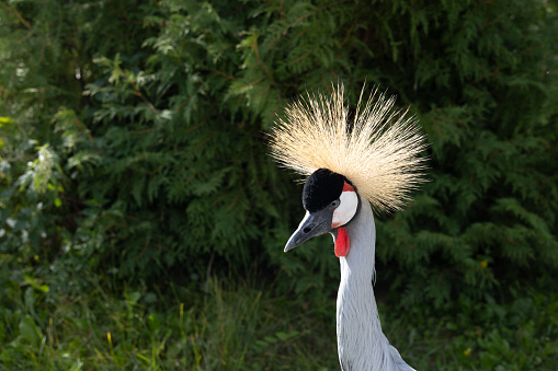 Portrait of a crowned crane bird against a background of lush greenery. Close-up of the head of a beautiful crowned crane in the wild. A beautiful bird stands against the background of green bushes.