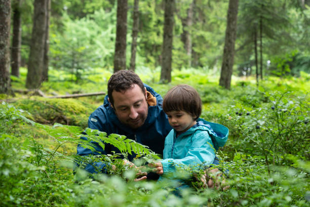 istock Happy father picking uncultivated blueberries in a lush forest. 1791594680