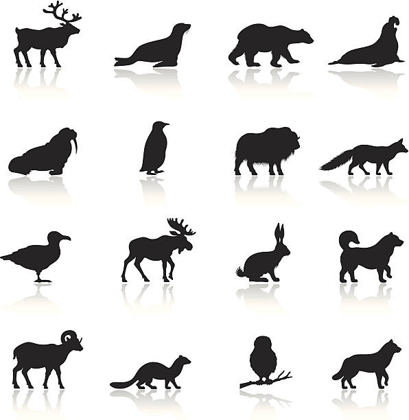 극지 동물 아이콘 세트 - dall sheep stock illustrations