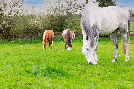 Beautiful grey horse and her two smaller companions graze peacefully in their field in rural Shropshire on a spring day, enjoying getting fat on the rich grass.
