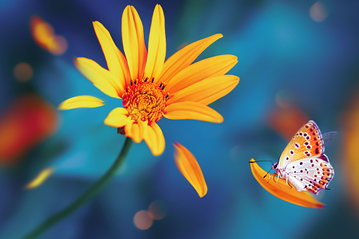 Bright butterfly and yellow flowers in a fairy garden. Summer wonderland. Fantastic image.