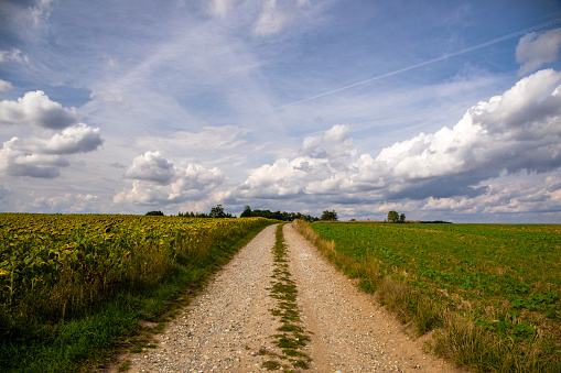 Clouds and road in sunflower field.