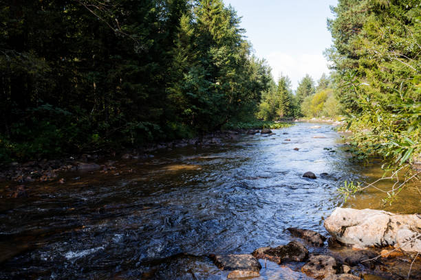 istock A mountain river flows in a deep forest, a taiga stream in the mountains, a landscape, a summer day, stones in the river, a spruce forest grows along the banks of the stream. 1791603610