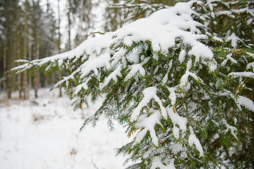 Большая часть ели, припорошенная снегом в зинем лесу. Крупный план