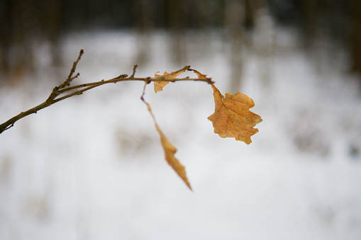 Несколько засохших листьев висят на ветке в лесу. Зима. Крупный план