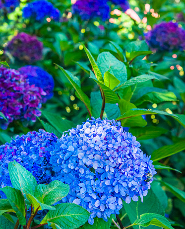 A bumble bee gathers pollen from a blue hydrangea flower in a Cape Cod garden,