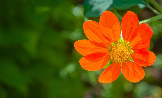 Backlit petals on an orange golden eye type flower with ten petals in a September Cape Cod garden