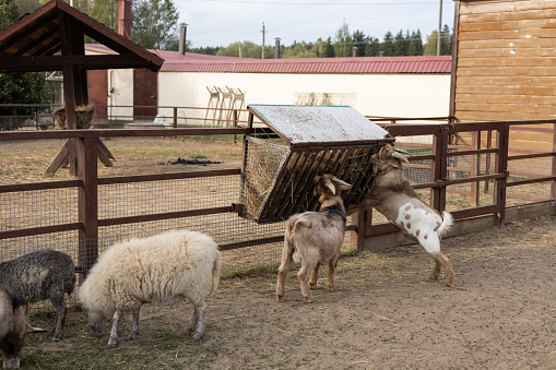 Goat grazing in a barn.