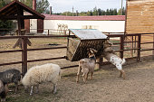 Goats and sheep in the animal pen eat hay from the feeder. Goats deftly stand on their hind legs to get hay from a wooden feeder. Sheep and goats in a petting zoo in an enclosure.