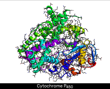 Cytochrome P450 molecule. CYP 3A4 is the most promiscuous of the human CYP enzymes. Molecular model. 3D rendering. Illustration