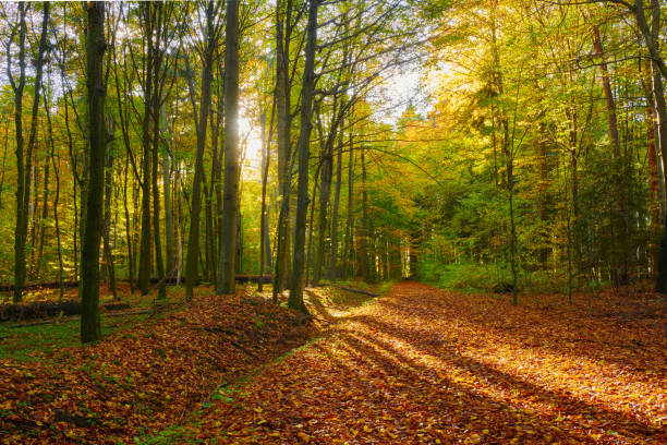 istock A tranquil scene in nature's greenery and foliage, outdoors and peaceful. 1791623862