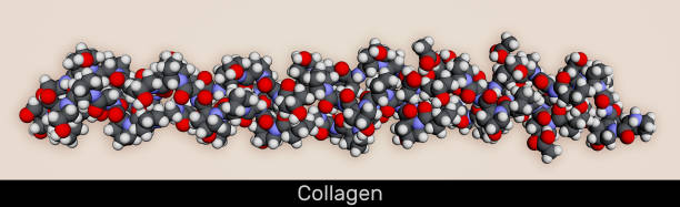 cząsteczka białka kolagenowego. model molekularny. renderowanie 3d - cynga zdjęcia i obrazy z banku zdjęć