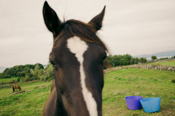 Horse Horse on Isle of Skye, Scotland isle of skye broadford stock pictures, royalty-free photos & images