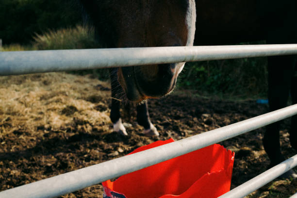 Horse Horse on Isle of Skye, Scotland isle of skye broadford stock pictures, royalty-free photos & images