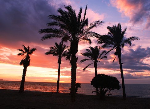 Oceanfront palm trees at sunset