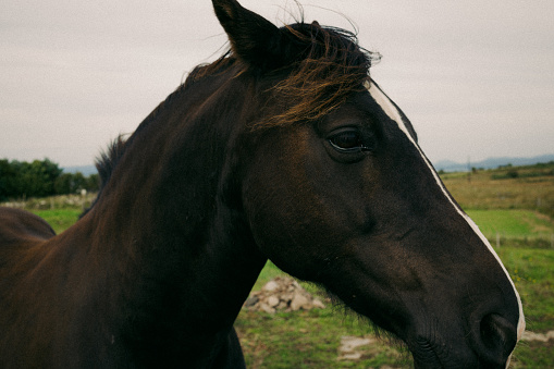 Horse on Isle of Skye, Scotland