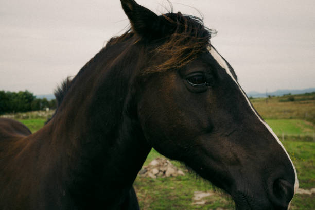 Horse Horse on Isle of Skye, Scotland isle of skye broadford stock pictures, royalty-free photos & images