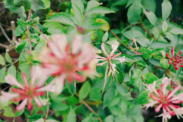 Scottish flower Scottish flower isle of skye broadford stock pictures, royalty-free photos & images