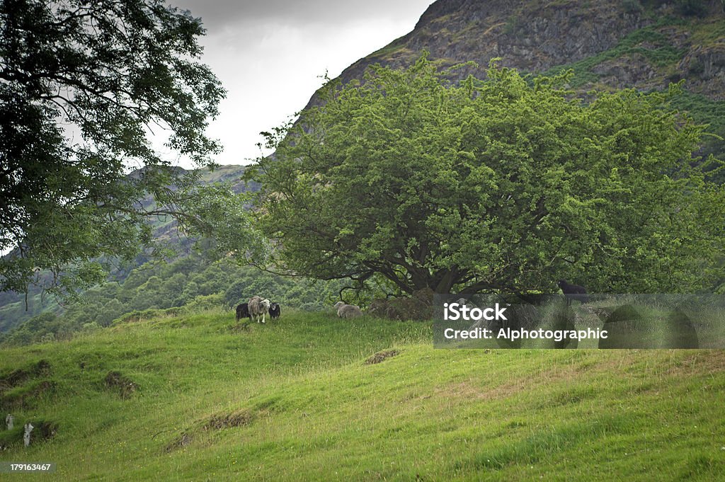 Herdwick ovinos - Foto de stock de Agricultura royalty-free