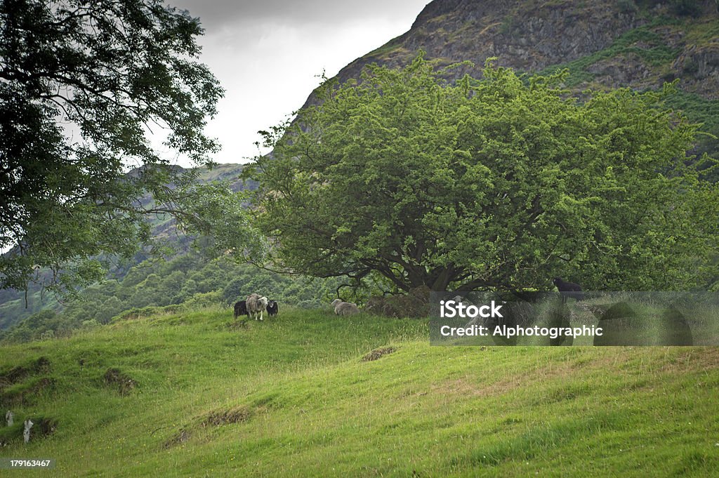 Carneiro Herdwick - Royalty-free Agricultura Foto de stock