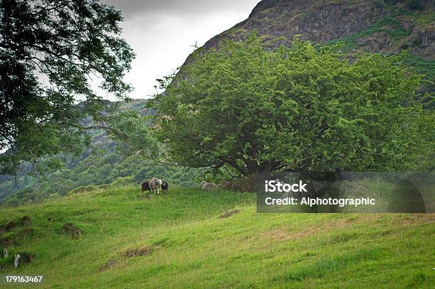 Foto de Herdwick Ovinos e mais fotos de stock de Agricultura - Agricultura, Animal, Animal doméstico