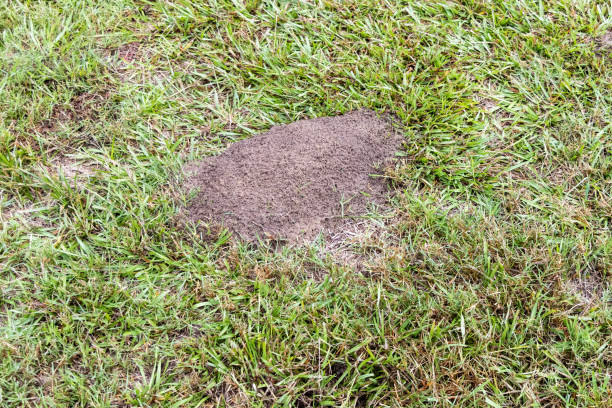 istock Fire ant hill in the grass 1791634677
