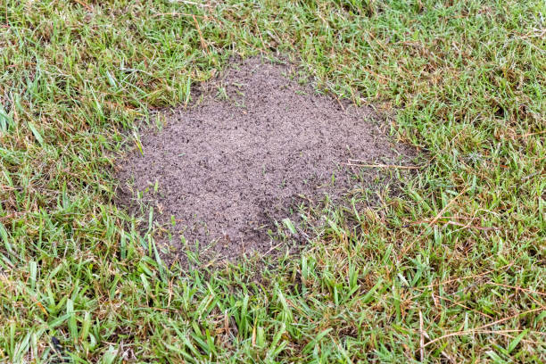istock Fire ant hill in the grass 1791635186