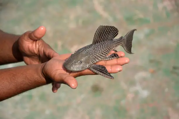 Photo of The sucker is a freshwater fish of the genus Hypostomes in the family Loricariid .Hypostomes Plecostomus