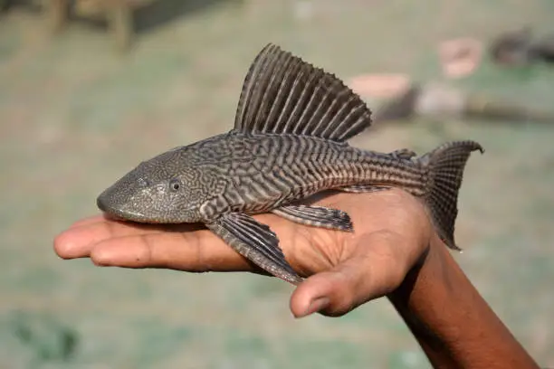 Photo of The sucker is a freshwater fish of the genus Hypostomes in the family Loricariid .Hypostomes Plecostomus