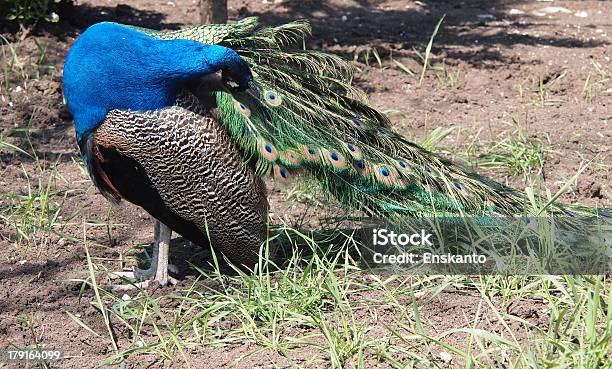 Pavão Bonito - Fotografias de stock e mais imagens de Animal - Animal, Animal macho, Atuação