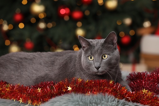 Cute cat with colorful tinsel near Christmas tree indoors