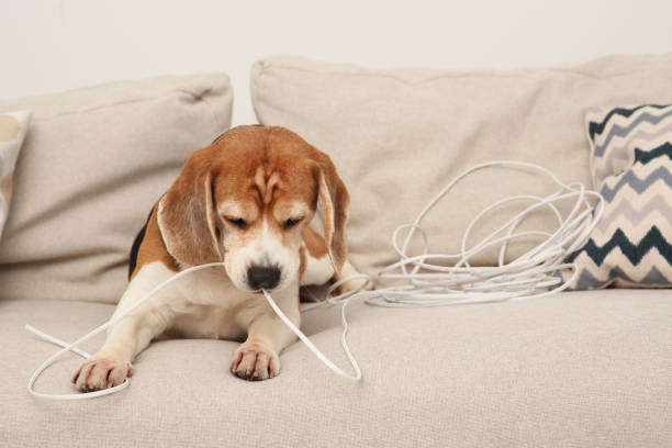 いたずらなビーグル犬は屋内のソファで電線を噛む - how not to be spoiled ストックフォトと画像