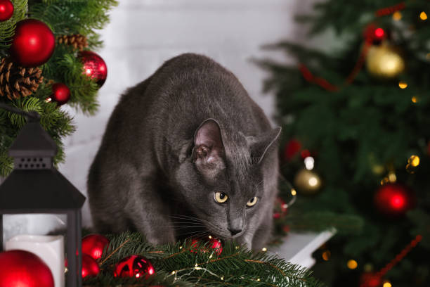 istock Cute cat on fireplace in room decorated for Christmas 1791642129