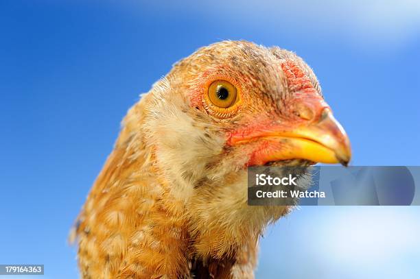 Nazionali Primo Piano Del Pollo Giovane - Fotografie stock e altre immagini di Animale - Animale, Animale domestico, Blu