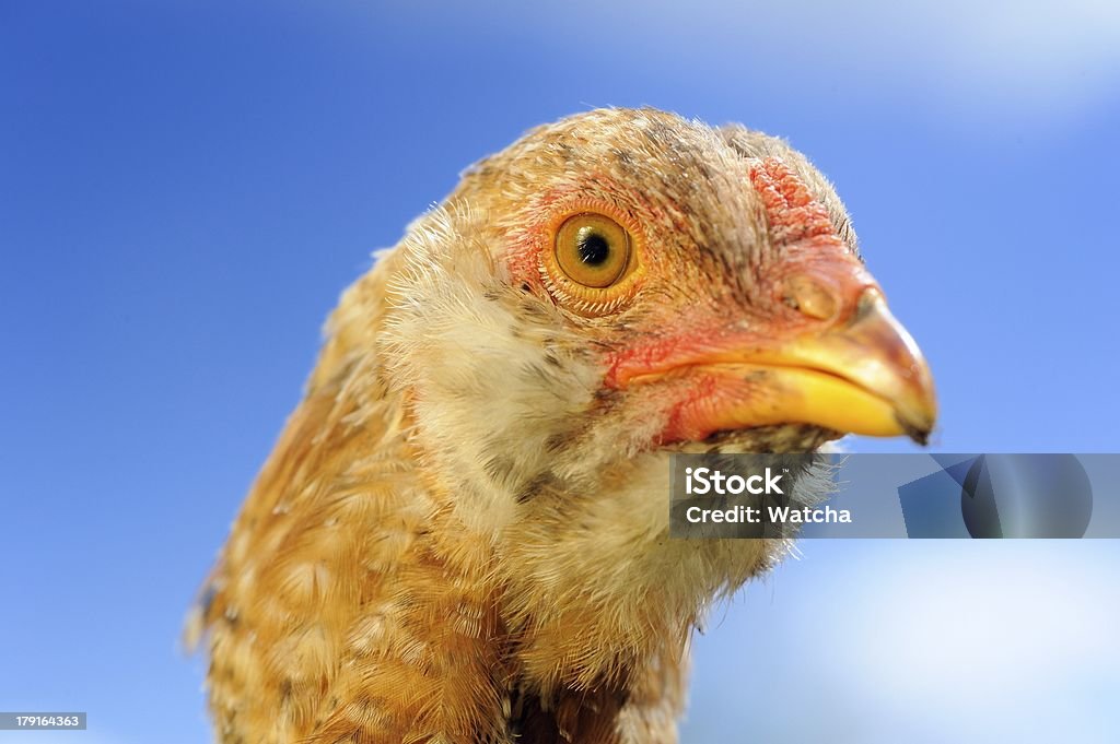 Young Domestic Chicken Closeup A closeup of a young mottled chicken against a blue sky Animal Stock Photo