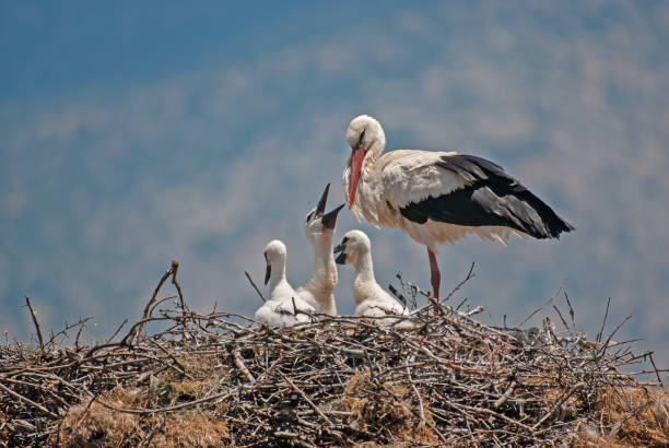 istock White stork (Ciconia ciconia) feeding her young in the nest. 1791644825