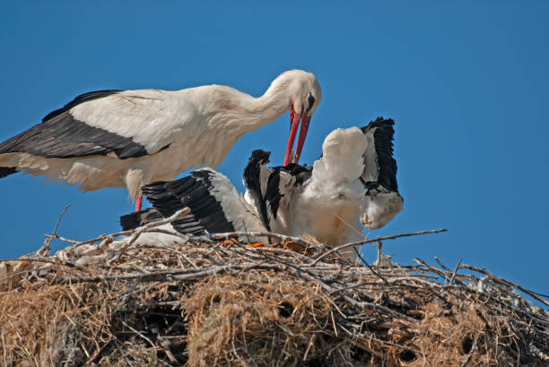 istock White stork (Ciconia ciconia) feeding her young in the nest. 1791645385