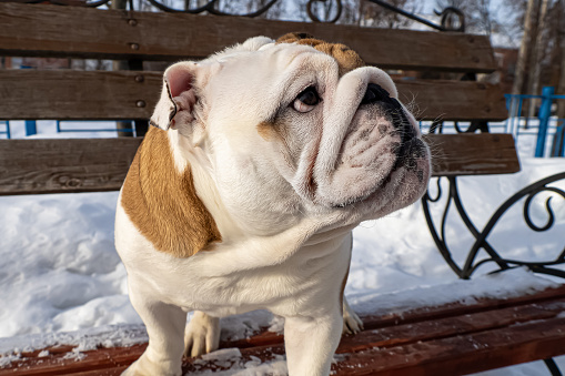 Dog. Cute English bulldog. A thoroughbred dog in a public park on a bench.