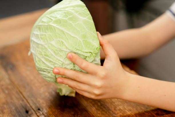 istock Veggie champion: Young hands cradle half a cabbage, celebrating the goodness of vegetables 1791648076