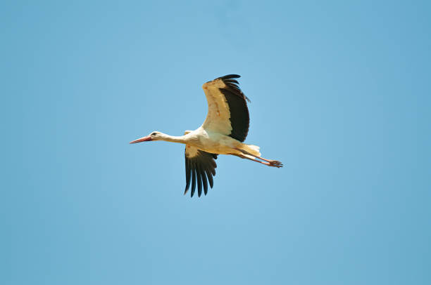istock A white stork (Ciconia ciconia) flying against a blue sky background Free text field. 1791649258