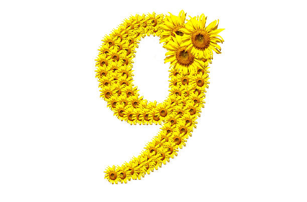 "9" sunflower number stock photo