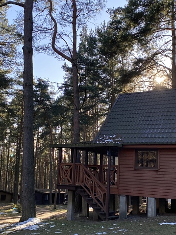 Camping cabins in a pine winter forest