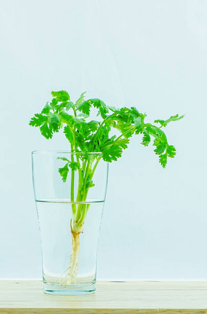 Parsley stock photo