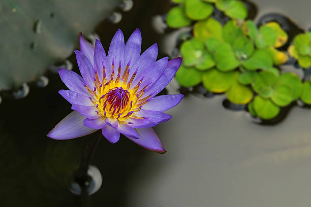 istock Purple Water Lily 179165489
