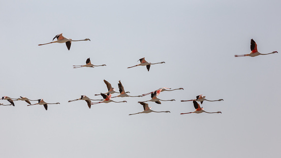 Flock of Greater Flamingos (Phoenicopterus roseus) flying over Ras Al Khor Wildlife Sanctuary in Dubai, birds against clear blue sky.
