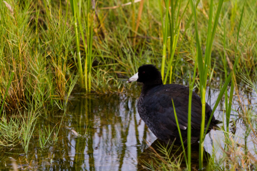 Moorhen in a reedbed at Gosforth Park Nature Reserve