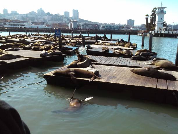 istock Seals Lounging at the San Francisco Wharf 1791666801
