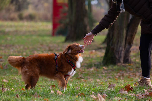 istock red nova scotia duck tolling retriever 1791666807